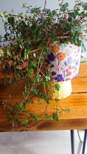 plant