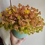 Oxalis sunset velvet Image 5