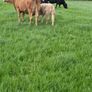 Four Genuine cows and calves Image 7