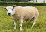 Pedigree Beltex Ram