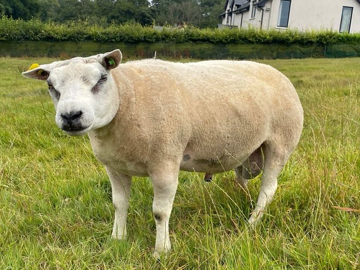Pedigree Beltex Ram