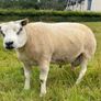 Pedigree Beltex Ram Image 9