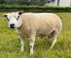 Pedigree Beltex Ram