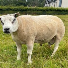 Pedigree Beltex Ram