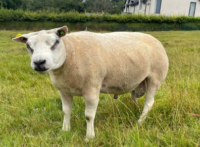 Pedigree Beltex Ram