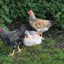 roosters Image 6