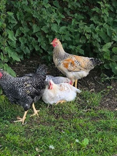 roosters