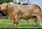 Pedigree Registered Charolais bulls for sale
