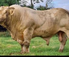 Pedigree Registered Charolais bulls for sale