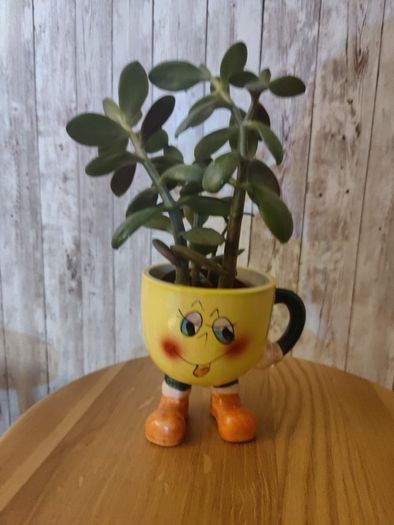 plant with plant holder