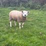 Pedigree Hogg/Lamb Rams for sale Image 5