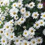 Shasta daisy's Plant, perianal plant Image 3
