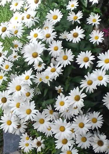 Outdoor plants for sale.