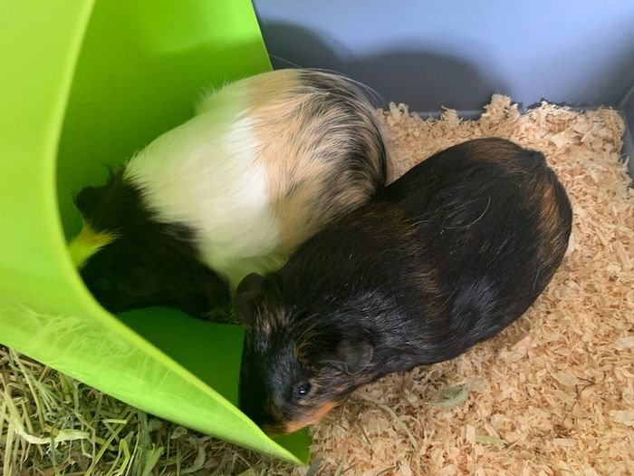 2 female guinea pigs