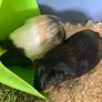 2 female guinea pigs Image 2