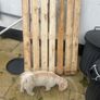Pallet Image 2