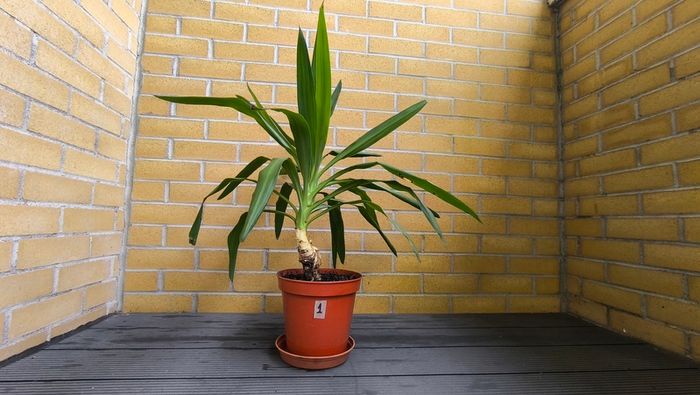 Yucca Indoor Plant