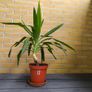 Yucca Indoor Plant Image 2