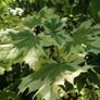 Upright Hornbeam trees 10..12ft Image 3