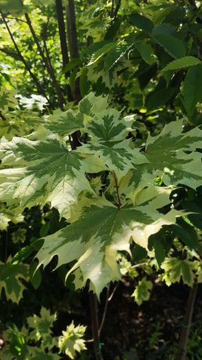 Upright Hornbeam trees 10..12ft