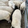 Organic sheep for Ballyjamesduff breeding sale Image 2