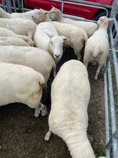 Organic sheep for Ballyjamesduff breeding sale