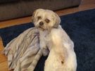 Dog minder Image 8