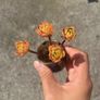 plant Image 2