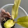 Philodendron Malay Gold Image 3