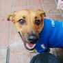 Limited Edition Dog Football Jerseys Brand New Image 6