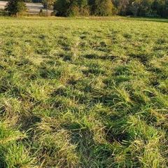 Looking for grazing grass or small equine yard to rent close to dublin