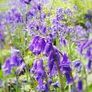Woodland Bluebells Image 5