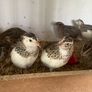 quail Image 2