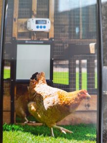 Chicken Guard.   Automatic door opener.