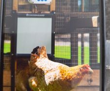 Chicken Guard.   Automatic door opener.