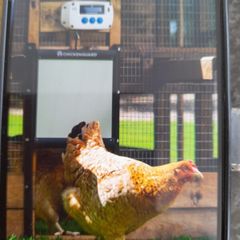 Chicken Guard.   Automatic door opener.