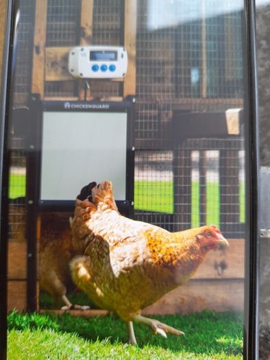 Chicken Guard.   Automatic door opener.