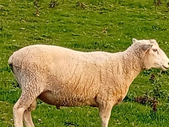 New Zealand Romney Rams