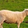 New Zealand Romney Rams Image 4