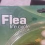 Flea life cycle figurine Image 2