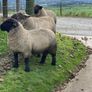 Rams Image 3
