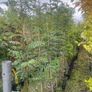 Native and non Native Trees Image 3
