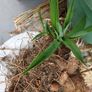 Plants FREE , Peruvian lilies .etc Image 5