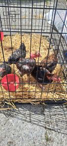 Off heat chick's