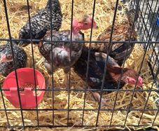 Off heat chick's