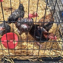 Off heat chick's