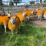 Texel X lambs Image 6
