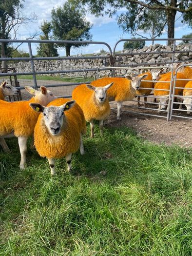 Texel X lambs