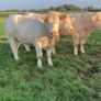 Charolais heifers Image 2