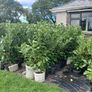 Laurel Hedging Image 3